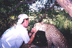 Getting friendly with a cheetah, Botswana